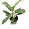 Aglaonema Ivy Green Kolbenfaden