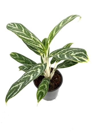 Aglaonema Ivy Green Kolbenfaden