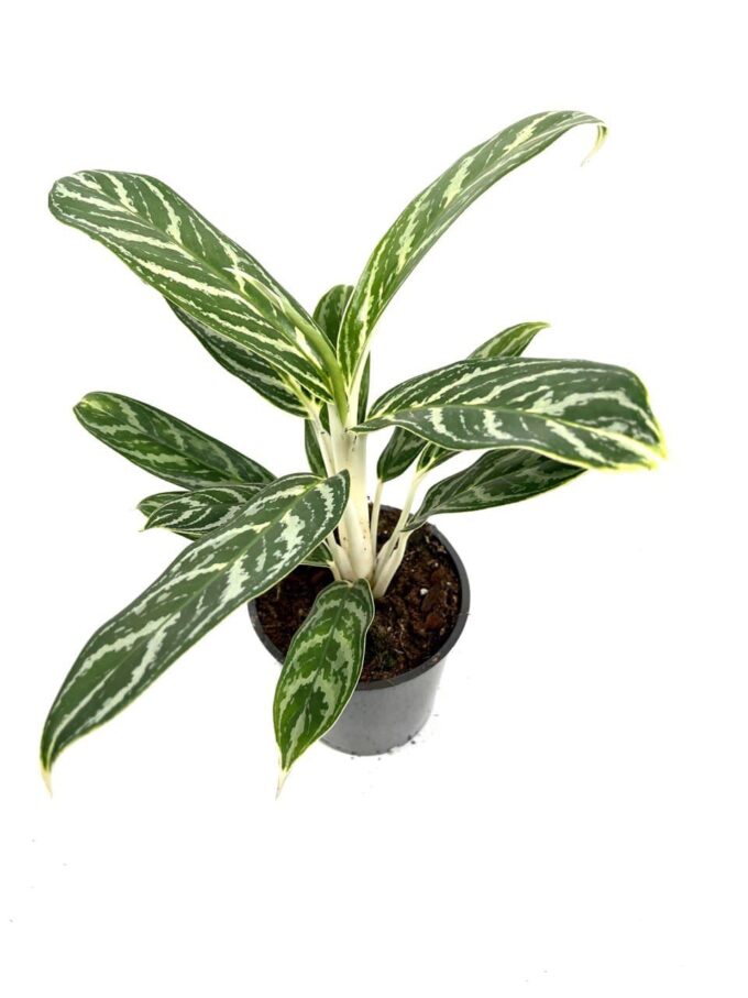 Aglaonema Ivy Green Kolbenfaden
