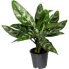 Aglaonema Maria Kolbenfaden plantlovers
