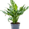 Aglaonema Miss Juliette Kolbenfaden Juliette plantlovers