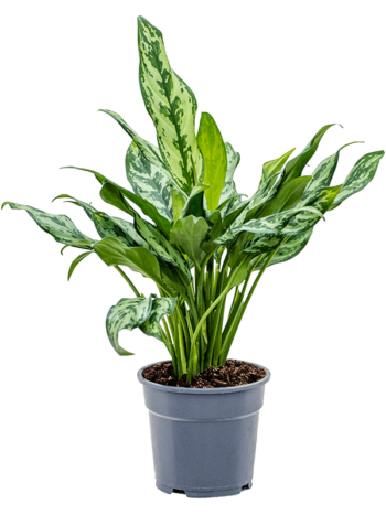 Aglaonema Miss Juliette Kolbenfaden Juliette plantlovers