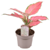 Aglaonema Pink Star Kolbenfaden
