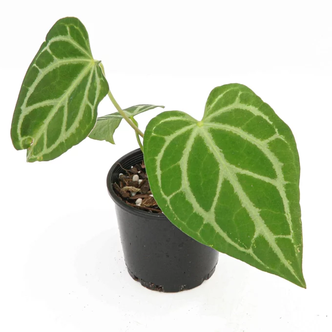Anthurium Crystallinum Anthurie plantlovers