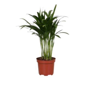 Dypsis Lutescens Areca12_plantlovers_35_1