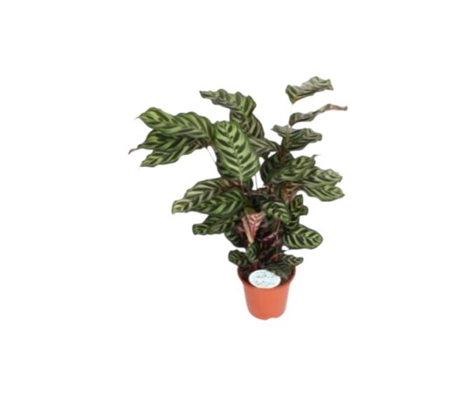 Calathea-Makoyana-korbmarante-21-plantlovers-80-1