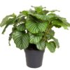 Calathea Orbifolia Korbmarante plantlovers