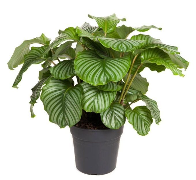 Calathea Orbifolia Korbmarante plantlovers
