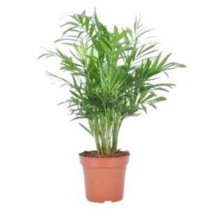 Chamaedorea_Elegans_Mexikanische_Bergpalme_12_plantlovers_40-300x300