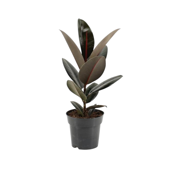 Ficus Elastica Abidjan 17 plantlovers 55