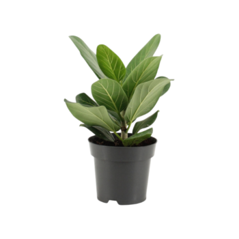 Ficus benghalensis audrey bnyan feige 14