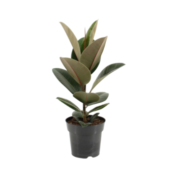 Ficus elastica robusta gummibaum 17 plantlovers 55