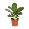 Ficus Audrey Benghalensis Banyanbaum
