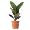 Ficus Elastica Robusta Gummibaum
