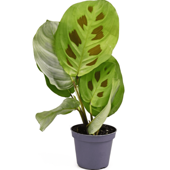 Maranta Kerchoveana Korbmarante plantlovers