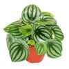 Peperomia Argyreia Waternelon (Wassermelonen Zwergpfeffer)
