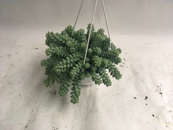 Sedum Morganianum Burrito Schlangen-Fetthenne