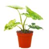 Syngonium Mottled Purpurtute