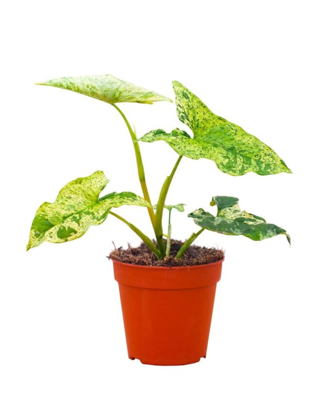 Syngonium Mottled Purpurtute