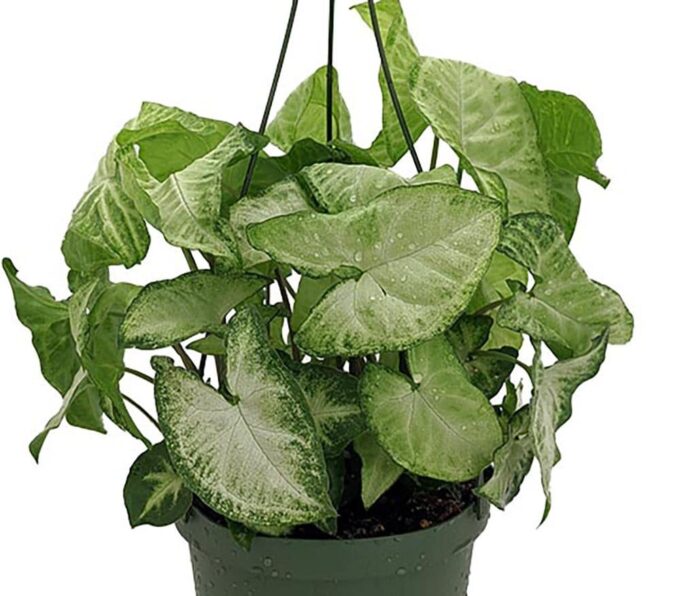 Syngonium White Butterfly Purpurtute plantlovers