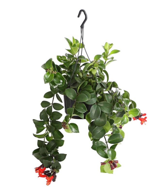 Aeschynanthus Radicans Schamblume Mona Lisa plantlovers