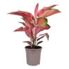 Aglaonema Orange Star Kolbenfaden