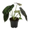 Alocasia Dragon Scale Pfeilblatt