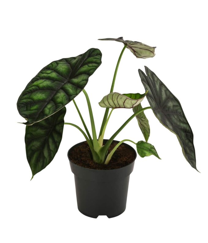 Alocasia Dragon Scale Pfeilblatt