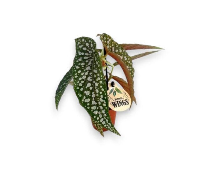 Begonia-Maculata-6-plantlovers-15-2