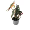 Begonia Maculata Forellenbegonie