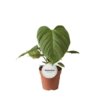 Philodendron Fuzzy Petiole (Baumfreund)
