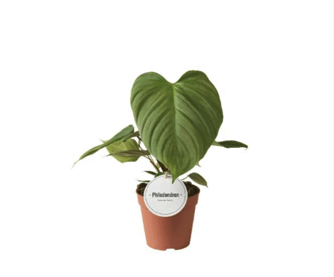 Philodendron Fuzzy Petiole (Baumfreund)