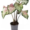 Caladium Gingerland Kolbenfaden