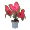 Caladium Postman Joyner_Buntwurz 13_plantlovers_30