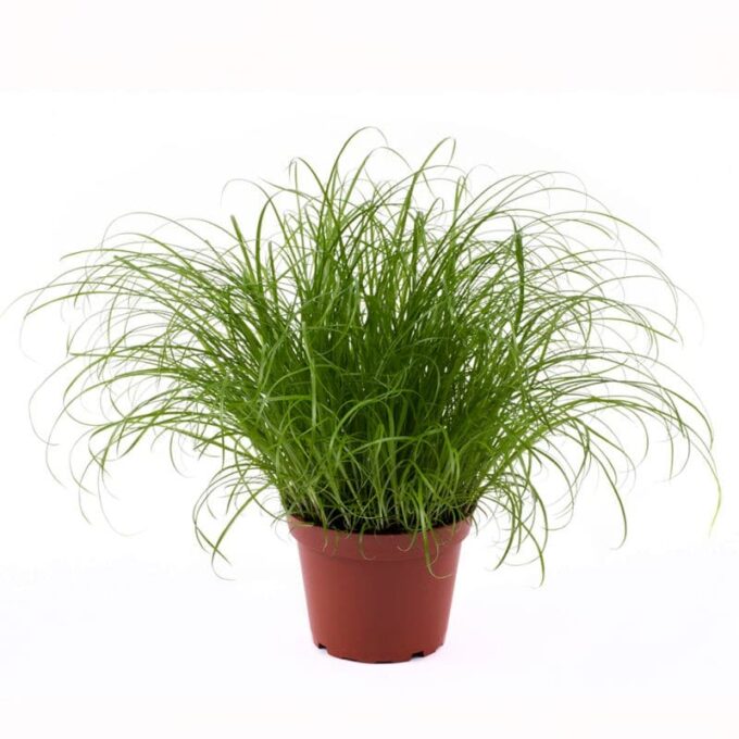 Cyperus Alternifolius Zumula Katzengras Plantlovers