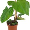 Philodendron Fuzzy Petiole Baumfreund plantlovers