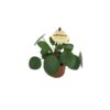 Pilea-Peperomioides-6-plantlovers-15