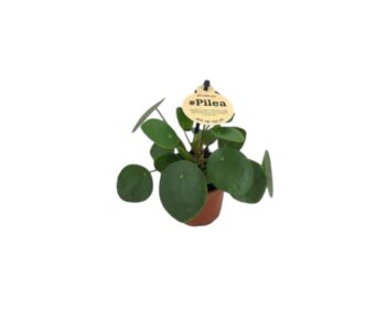 Pilea-Peperomioides-6-plantlovers-15