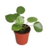 Pilea Peperomioides (Glückstaler) 6er Topf – Bild 2