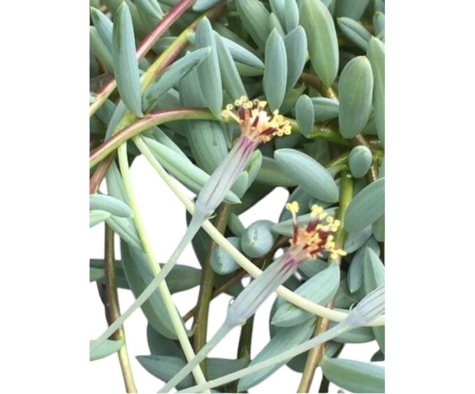 Senecio-Halianus-14-plantlovers-25-1