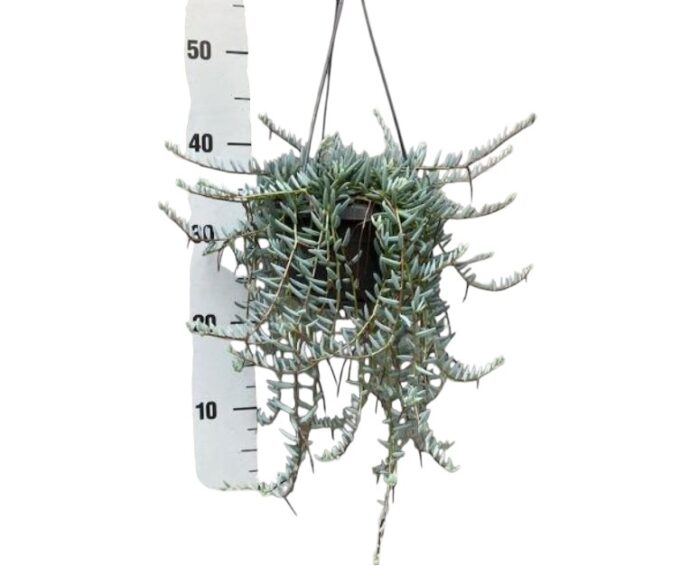 Senecio-Halianus-14-plantlovers-25-3