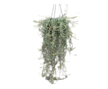 Senecio-Halianus-14-plantlovers-25