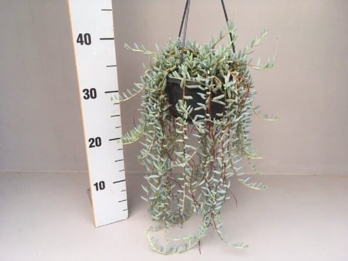 Senecio Halianus