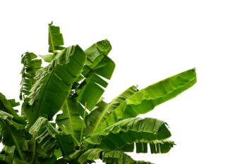 Bananenpflanzen Indoor