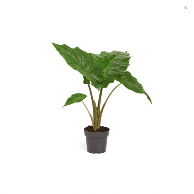 Alocasia Portodora (Pfeilblatt) 14 plantlovers 45