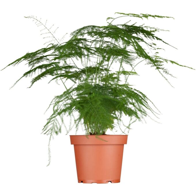 Asparagus Setaceus 12 plantlovers 30