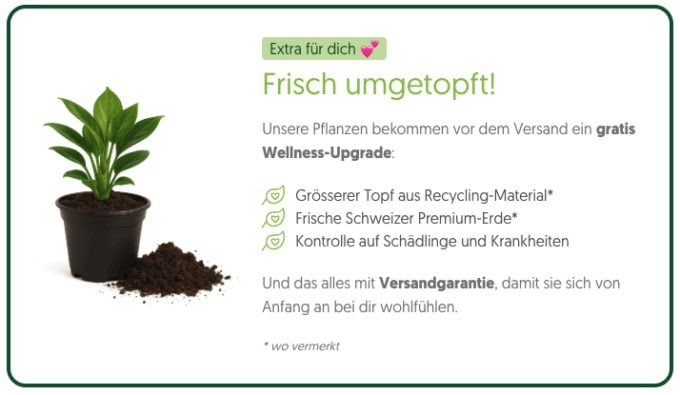 Bild frisch umgetopft 25 plantlovers