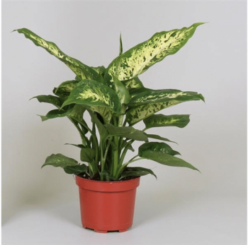 Dieffenbachia Compacta 12 plantlovers 35