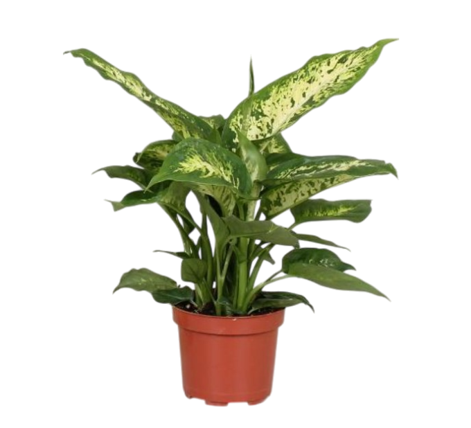 Dieffenbachia compacta 12 plantlovers 40