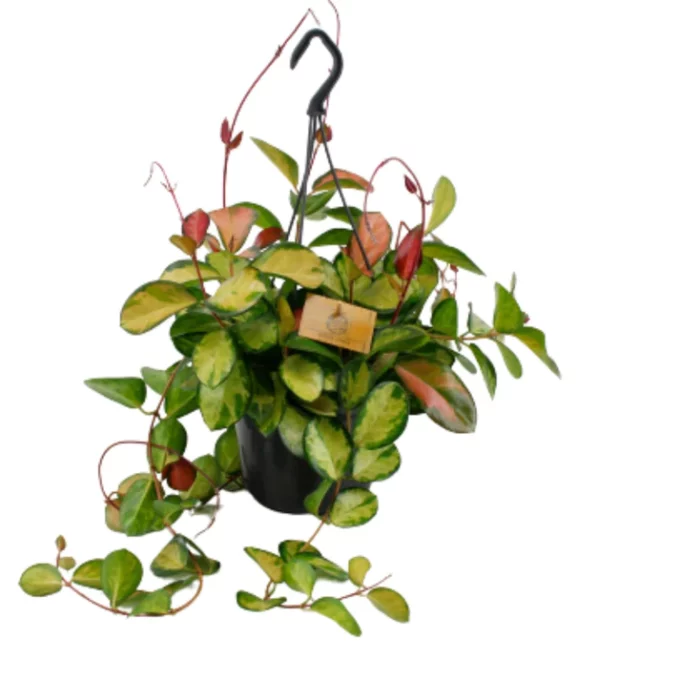 Hoya Australis Lisa (Wachsblume)15h plantlovers 25